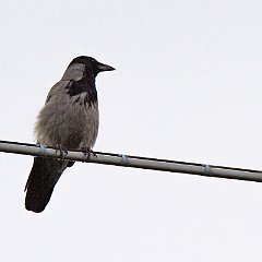 Corvus_cornix