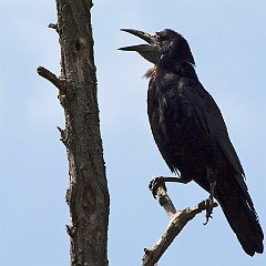 Corvus_frugilegus