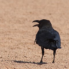 Corvus_ruficollis