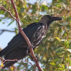 Corvus_splendens