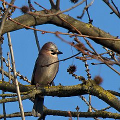 Garrulus_glandarius