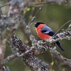 IMG_0410