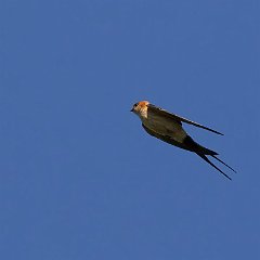 IMG_6811