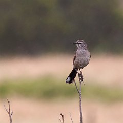 IMG_1257