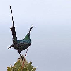 Nectarinia_famosa