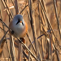 IMG_2781a