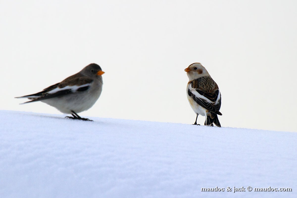 IMG_3412.jpg - with Snow Bunting