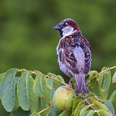 Passer_domesticus