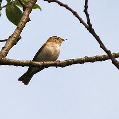 Phylloscopus_bonelli