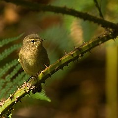 Phylloscopus_canariensis