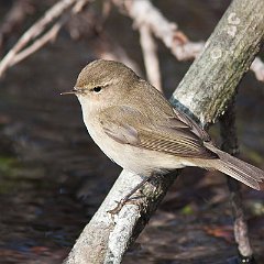 Phylloscopus_collybita