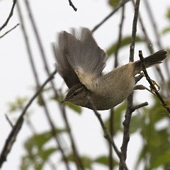 Phylloscopus_fuscatus