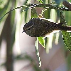 Phylloscopus_humei