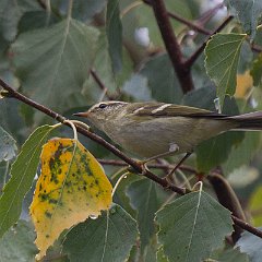 Phylloscopus_inornatus