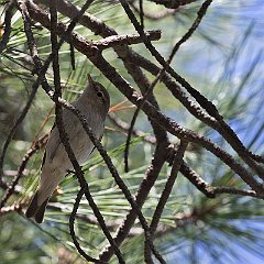 Phylloscopus_orientalis