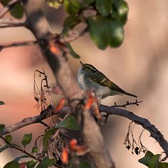 Phylloscopus_proregulus