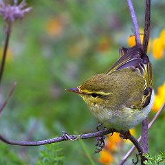 Phylloscopus_sibilatrix