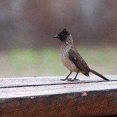 IMG_9151