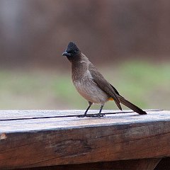 IMG_9154