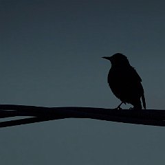 IMG_3156