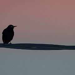 IMG_3200