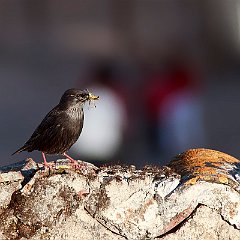 IMG_3750