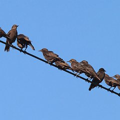 IMG_8247