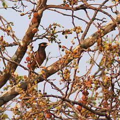 Acridotheres_tristis