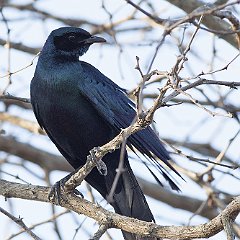 Lamprotornis_australis