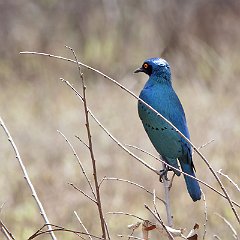 Lamprotornis_chalybaeus