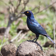 Lamprotornis_nitens