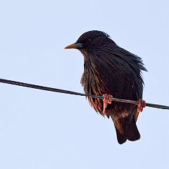 Sturnus_unicolor