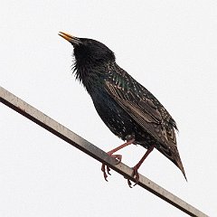 Sturnus_vulgaris