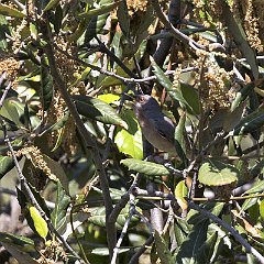 IMG_6509
