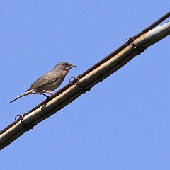 IMG_6586