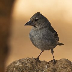 Fringillidae