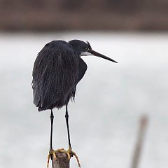 IMG_5545