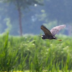 IMG_8154