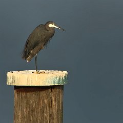 IMG_9105