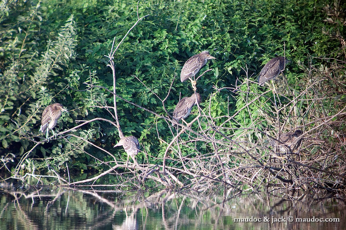 IMG_4211.jpg - digiscoping