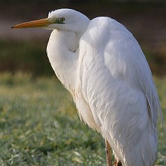 Ardea_alba