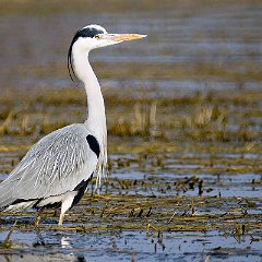 Ardea_cinerea