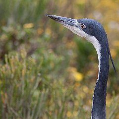 Ardea_melanocephala