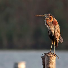 Ardea_purpurea