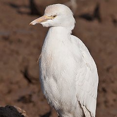 Bubulcus_ibis