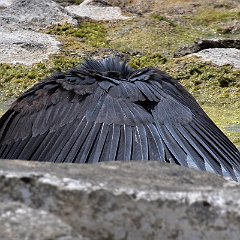 Egretta_ardesiaca