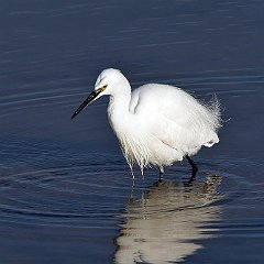 Egretta_garzetta