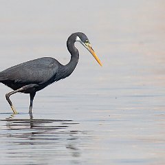 Egretta_gularis