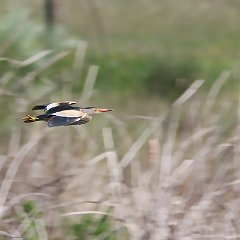 Ixobrychus_minutus