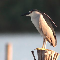 Nycticorax_nycticorax